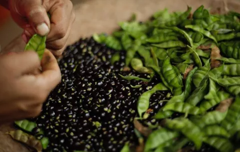  Estudio confirma que el guandú congelado no pierde su olor y sabor hasta 75 días