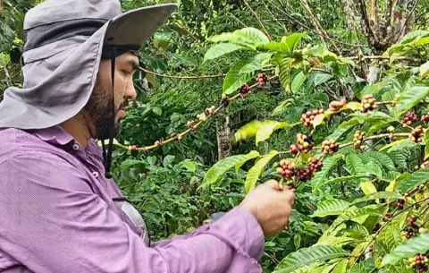 IDIAP inicia cosecha de café en granja experimental en Colón