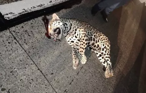 Atropellan a jaguar en autopista Panamá-Colón