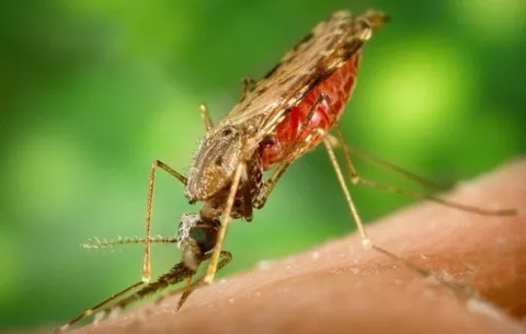 Cuatro muertes por malaria se registran en Panamá en lo que va del año