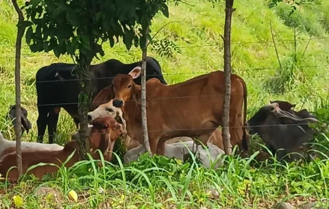 Cuatreros se infiltran en Mariato haciéndose pasar por compradores para robar reses