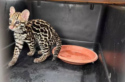 Rescatan cría de ocelote y una hembra de mono aullador con su cría en Chiriquí