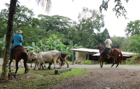 En La Chorrera lanzan guía digital para frenar el hurto pecuario