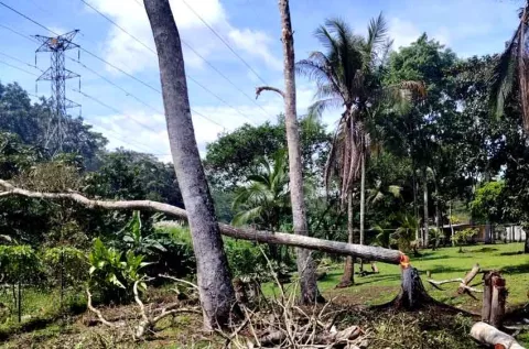 Tumban un árbol sin permiso y la ciudad se queda sin agua