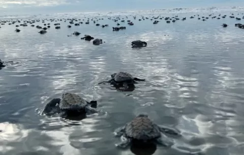 ¡La magia de la vida! Más de 3 mil neonatos de tortuga lora inician su camino hacia el mar