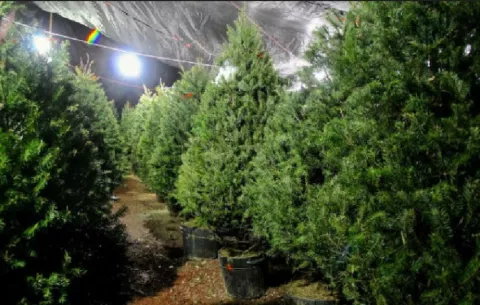 Habrán puntos de acopio para la recolección de árboles navideños