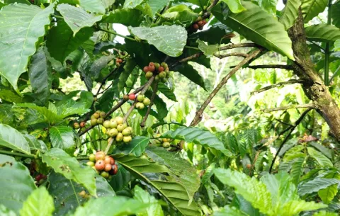 Caficultores de Robusta participan de intercambio de clones de café
