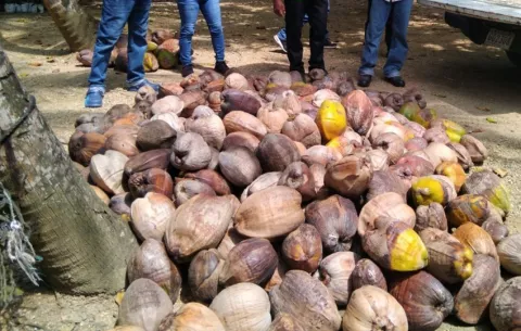Implementan programa para incrementar la producción del coco en Colón