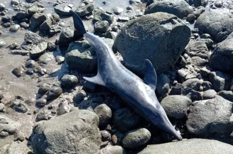 Delfines se quedaron varados en playa La Candelaria de Los Santos; la comunidad los ayudó a volver al mar
