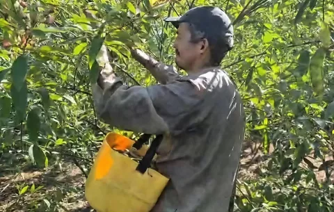Productores en Pesé garantizan guandú accesible y de calidad para las fiestas de fin de año