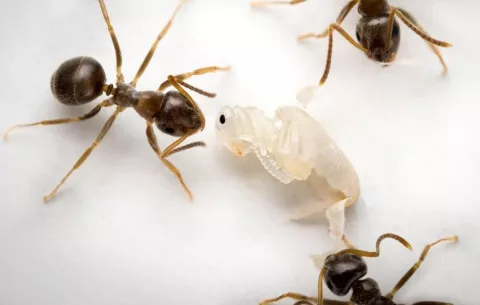 Crías de hormiga avisan cuando están enfermas y se sacrifican por el resto del grupo