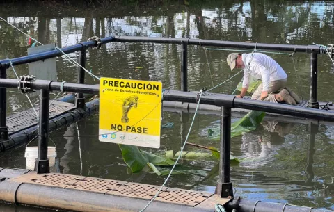 Corredor Panamá-Costa Rica protegería manatíes en extinción, consideran investigadores