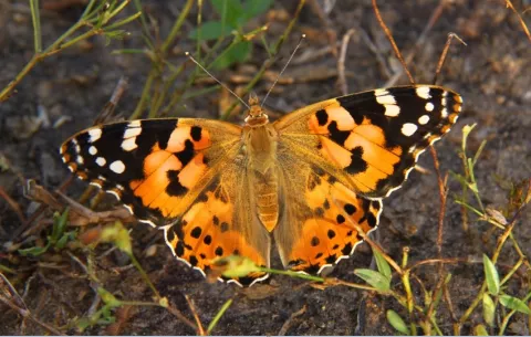 Investigación indica que las mariposas migran en direcciones opuestas según el hemisferio