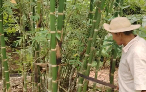 Pasos para crear núcleo forestal productivo de bambú