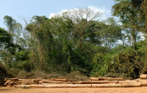 Comercio de productos forestales repunta un 1.4 % tras la fuerte caída de 2023