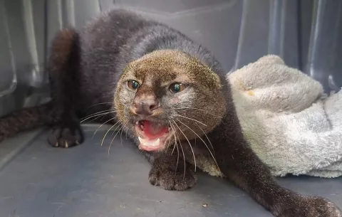 Un gato de monte  regresa a su hábitat en Panamá tras un año de rehabilitación