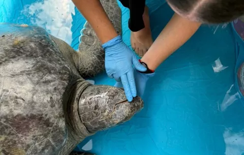Rescatan en Taboga a una tortuga verde con laceración en la cabeza 