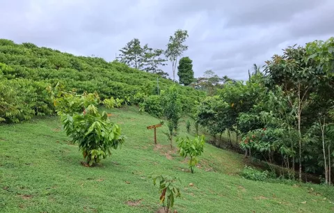 Proponen una ruta del café para 15 granjas agroturísticas de Coclé
