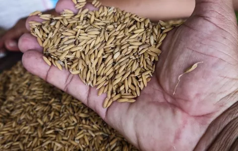Mida anuncia que certificación de semillas de arroz genera ingresos por B/.18 millones para productores