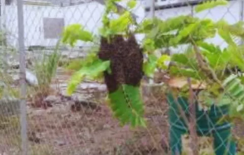 Bomberos atienden 170 llamadas por abejas africanas en los primeros días de 2026