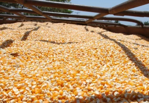 Productores de maíz advierten caída en la siembra y exigen definición de precios