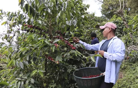 Manos indígenas impulsan el café panameño en medio de falta de mano de obra para la zafra