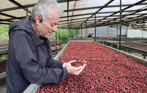 Geisha, el "café más caro del mundo" en Panamá busca mantener el liderazgo pese al reto climático