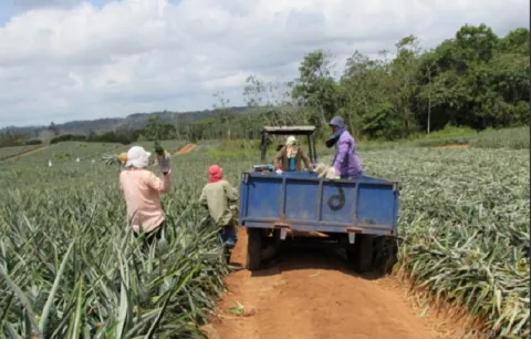 Productores de piña de La Chorrera piden alternativas ante restricción de plaguicidas
