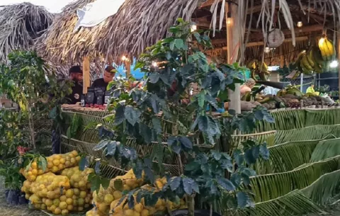 Churuquita Grande en Coclé se prepara para la versión XLIII Feria de la Naranja