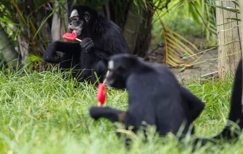 Animales del zoológico de Río de Janeiro reciben helados en un día con calor récord