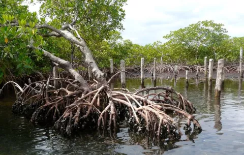 Compromiso por la Naturaleza de Panamá, modelo para la conservación ambiental