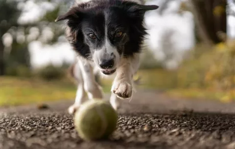 Algunos perros superdotados aprenden palabras escuchando conversaciones no dirigidas a ellos