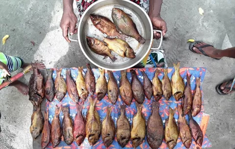 Permitir la recuperación de los peces de arrecifes de coral podría aumentar las porciones de pescado sostenible