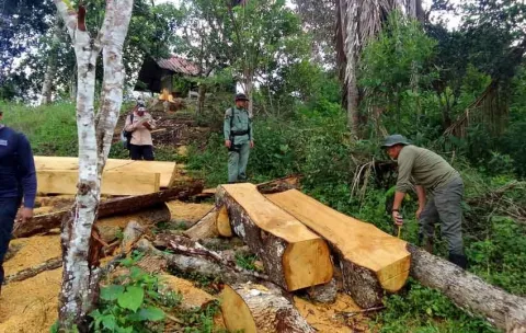 Detectan tala ilegal en reserva forestal de Panamá Oeste