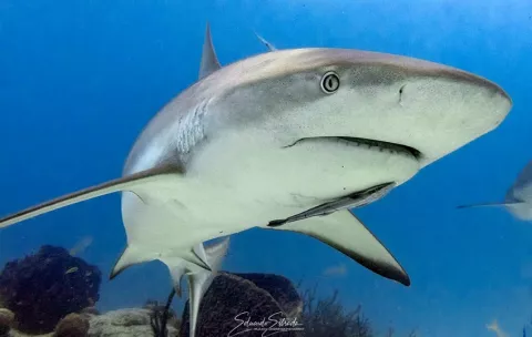 Panamá prohibió exportaciones de tiburones y rayas a partir del 1 de enero 2026
