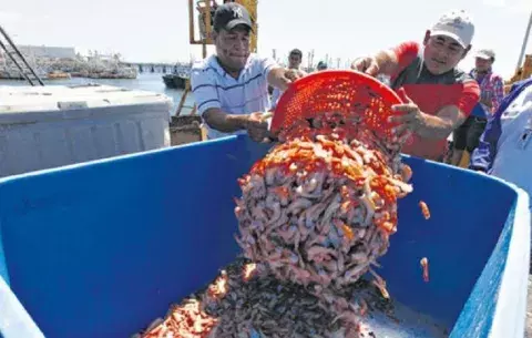 La veda del camarón inicial en febrero anuncia la ARAP