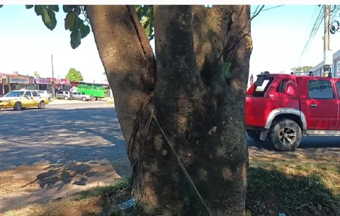 Conductores en riesgo por árbol de gran tamaño en entrada de la Calle Novena de Santiago
