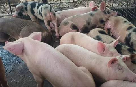 Productores de carne de cerdo denuncian persecución y rechazan leyes que afectan al sector