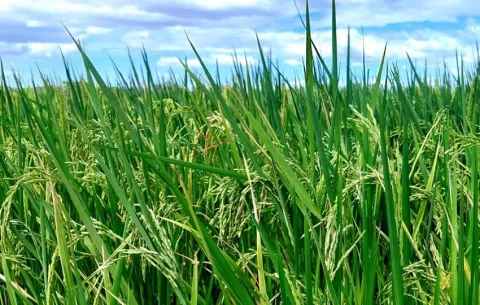 Gobierno autoriza la importación de semilla de arroz certificado