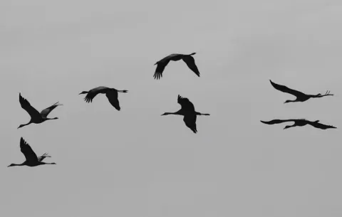 Uruguay restringe el movimiento de aves y declara emergencia sanitaria por gripe aviar