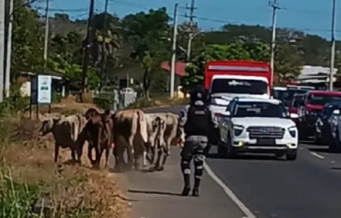 Animales sueltos ponen en riesgo la seguridad vial en carreteras de Los Santos
