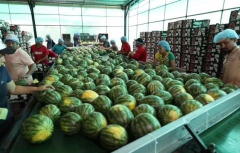 Panamá impulsa exportación de más de 700 contenedores de sandía y melón hacia Europa