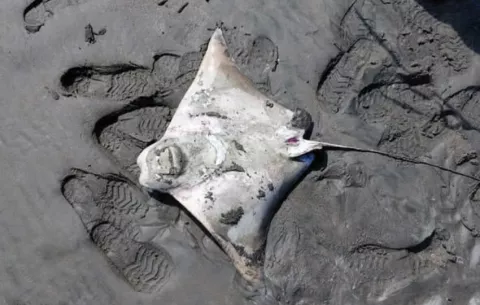 Encuentran tres mantarrayas sin vida en Playa Punta Chame