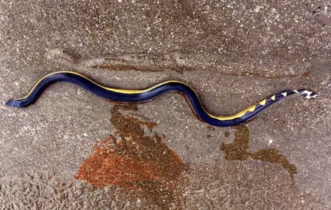 Mordedura de serpiente marina de vientre amarillo es extremadamente rara, ¿pero qué debe hacer si llega a pasar?