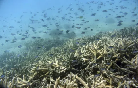 Estudio concluye que la 'caja negra' de peces fosilizados evidencia el declive en los arrecifes de coral