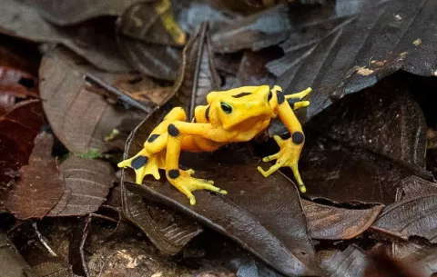 La rana dorada de Panamá, casi extinta por un hongo, vuelve a la naturaleza