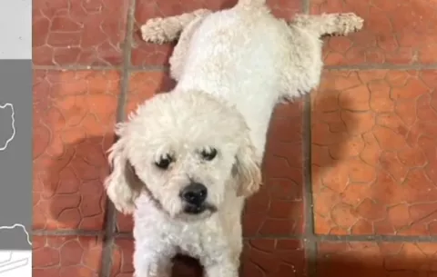 ¡Horror! Adictos secuestran perro y lo matan al no recibir rescate