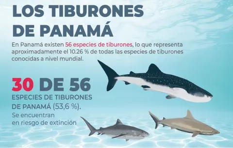Panamá cuenta con 56 especies de tiburón; el 53,6 % se encuentra en riesgo de extinción 