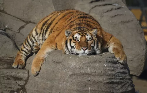Tigres siberianos de una reserva china, a dieta para paliar los efectos del atracón de comida en el Año Nuevo Luna