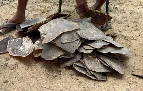 Decomisan 246 piezas de caparazón de tortuga Carey dentro de una residencia en Guna Yala